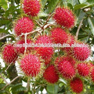 Good quality - Delicious - IQF Frozen Rambutan