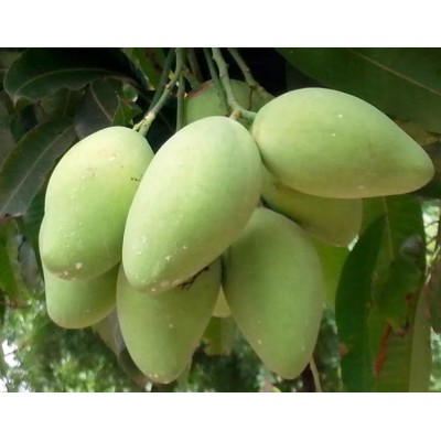 Fresh mango fruit