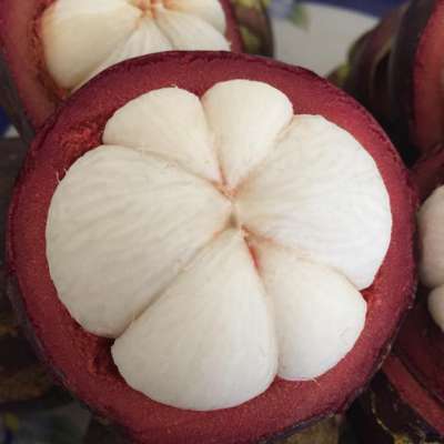 FRESH MANGOSTEEN FRUIT IN SEASON FOR SALE